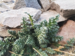 Caiophora chuquitensis