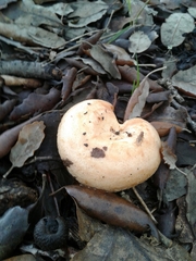 Lactarius acerrimus