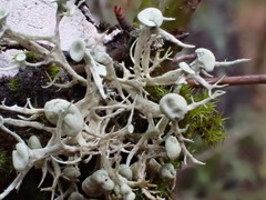 Ramalina dilacerata