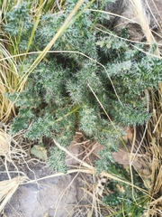 Caiophora chuquitensis