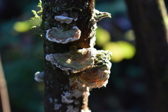 Trametes villosa