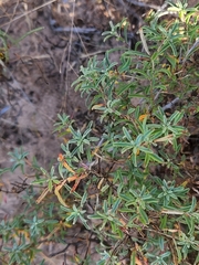 Calylophus