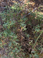 Calylophus
