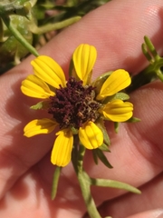 Encelia ventorum