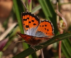 Chrysoritis pan lysander