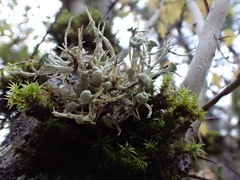 Ramalina dilacerata