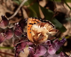 Chrysoritis pan lysander