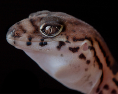 Coleonyx nemoralis