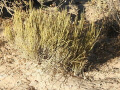 Ephedra viridis