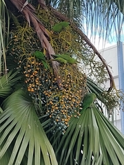 Psittacara leucophthalmus