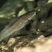 Silver Catfish - Photo (c) Isai Dominguez, some rights reserved (CC BY-NC-ND), uploaded by Isai Dominguez