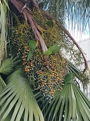 Psittacara leucophthalmus