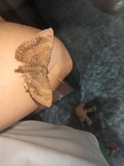 Lepidoptera