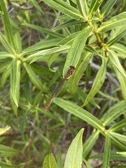 Xanthocnemis zealandica