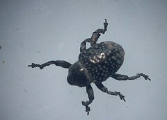Chalcodermus