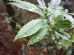 Symplocos wikstroemiifolia