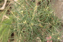 Olearia rosmarinifolia