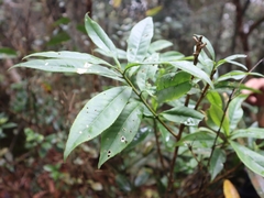 Symplocos wikstroemiifolia