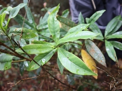 Symplocos wikstroemiifolia