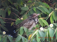 Eudynamys scolopaceus