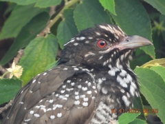 Eudynamys scolopaceus