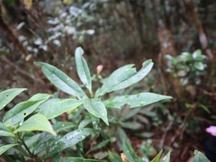 Symplocos wikstroemiifolia