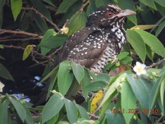 Eudynamys scolopaceus