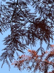 Metasequoia glyptostroboides