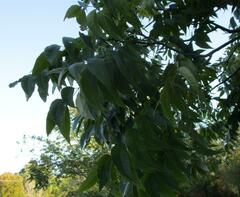 Carya illinoinensis
