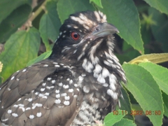 Eudynamys scolopaceus