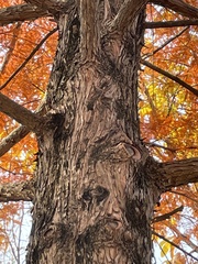 Metasequoia glyptostroboides