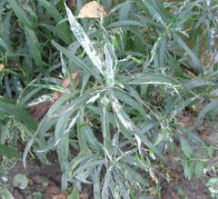 Ruellia simplex