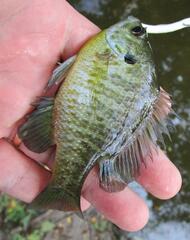 Lepomis macrochirus