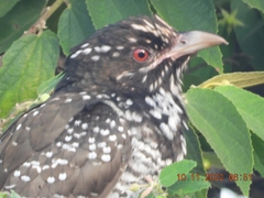 Eudynamys scolopaceus