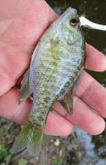 Lepomis macrochirus
