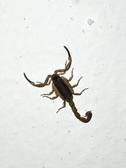 Tityus serrulatus