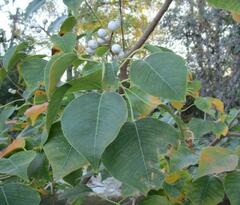 Triadica sebifera