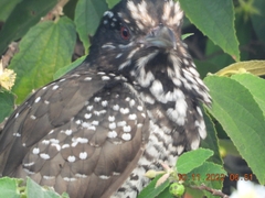 Eudynamys scolopaceus