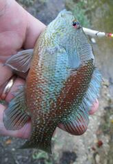 Lepomis aquilensis