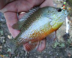 Lepomis aquilensis