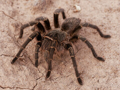 Grammostola