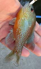 Lepomis aquilensis