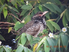 Eudynamys scolopaceus