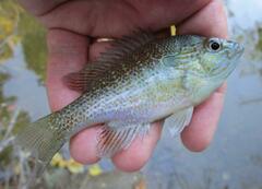 Lepomis aquilensis