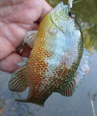 Lepomis aquilensis