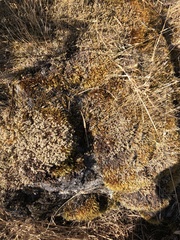 Racomitrium lanuginosum