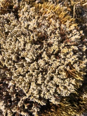 Racomitrium lanuginosum