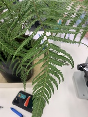 Pteridium esculentum