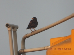 Acridotheres tristis