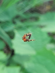 Eriophora